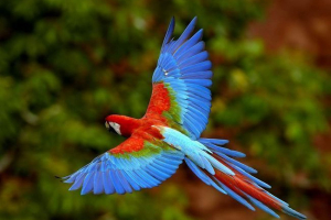 Jak wybrać parrot domowy?